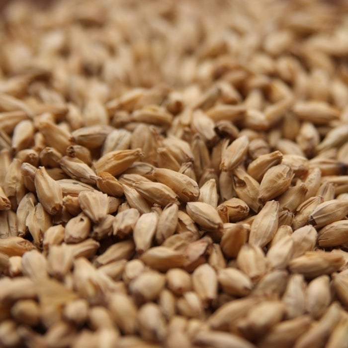 6 Rowed Barley 6-Row Malted Barley | Brewer Dude